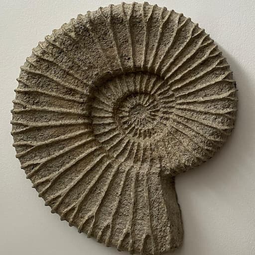 site logo-paper mache ammonite